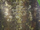 image of grave number 842382